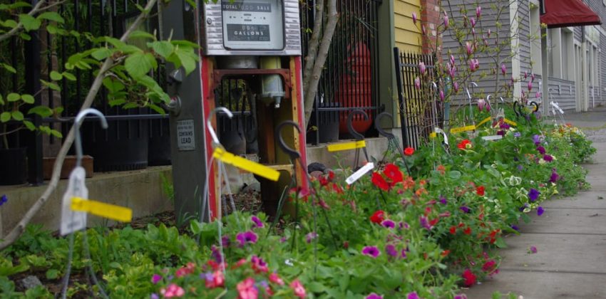 Spring Gardening Tips From Gardensphere In Proctor District Tacoma